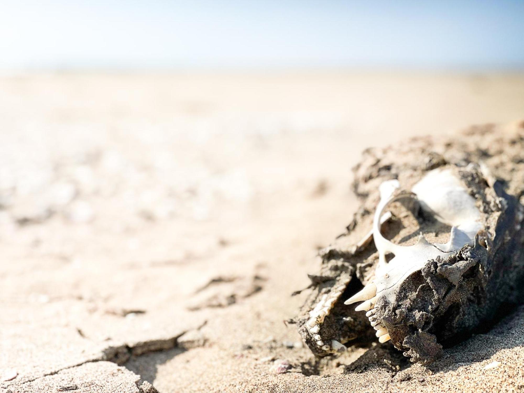 Skeleton Beach Backpackers Суакопмунд Екстериор снимка